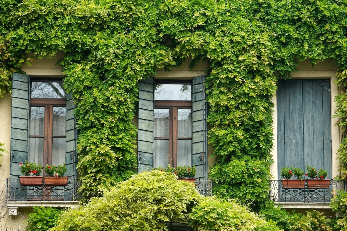 Jak wybrać kwiaty na balkon?